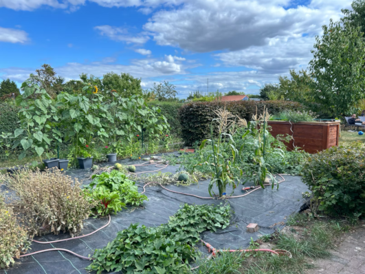 Gepflegter Nutzgarten